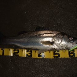 久々のシーバス