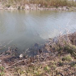 紀ノ川でヘラブナ1枚。はたき中です。