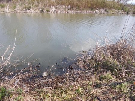 紀ノ川でヘラブナ1枚。はたき中です。