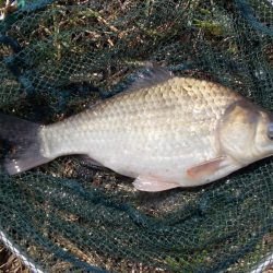 紀ノ川 ヘラブナ釣り