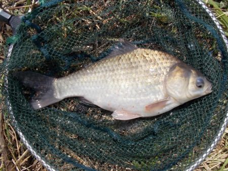 紀ノ川 ヘラブナ釣り