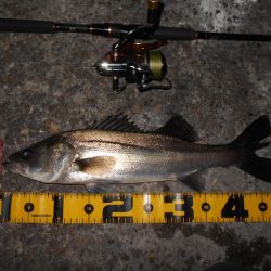 スレたらソリッドクリアの出番♪