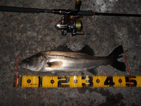 スレたらソリッドクリアの出番♪