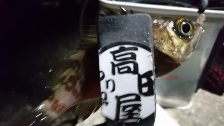 爆風メバリング