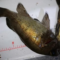 今夜もハード系