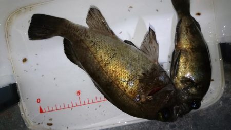 今夜もハード系