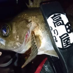 今夜はシャッド！！