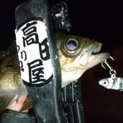 今夜もメタルメバリング！！