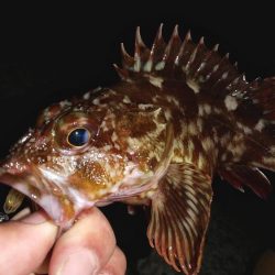 藻場に溜まってました