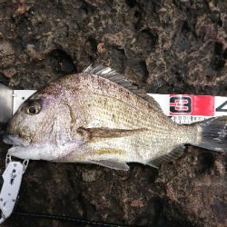 安指でグレ釣り？