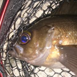 大阪でメバル28cmとアジ釣れた