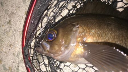 大阪でメバル28cmとアジ釣れた