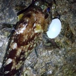 自作フロートでメバリング