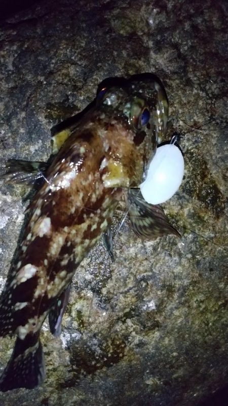 自作フロートでメバリング