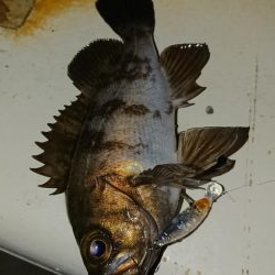 南港メバリング