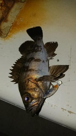 南港メバリング