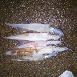 ヤリイカリベンジ