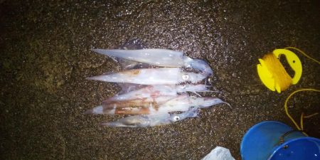 ヤリイカリベンジ