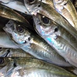 サーフアジング