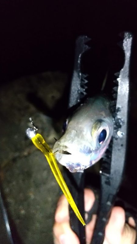 自作ワームでアジング