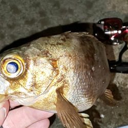 渋い中 ガルプと邪道エギで