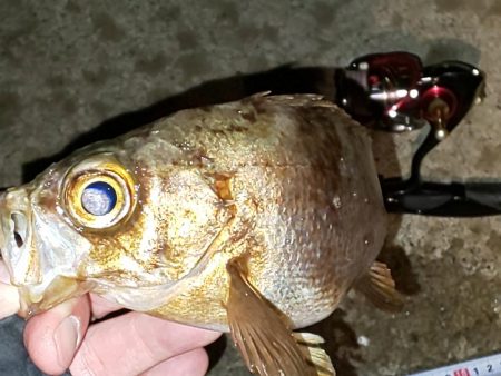 渋い中 ガルプと邪道エギで