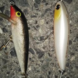 ぶらシーバス！！