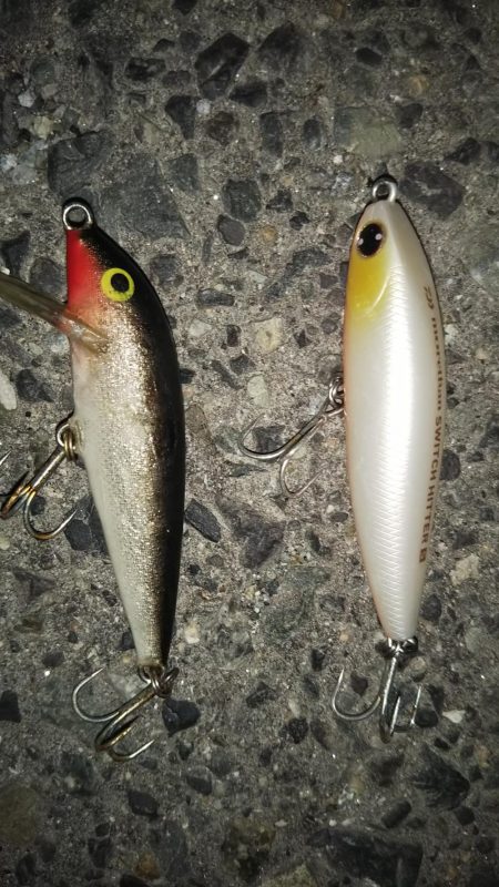 ぶらシーバス！！