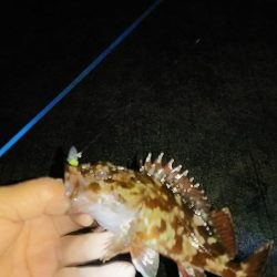 アジ釣り ガシラ釣り