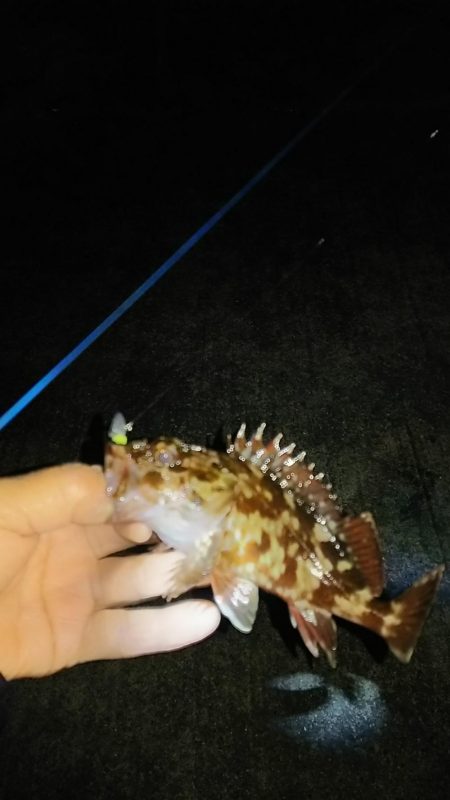 アジ釣り ガシラ釣り