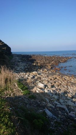 青物  アジング  エギング