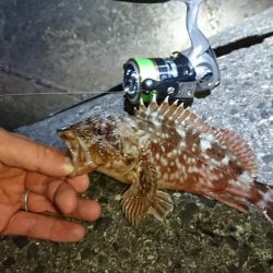 メバルにガシラに良型続き!