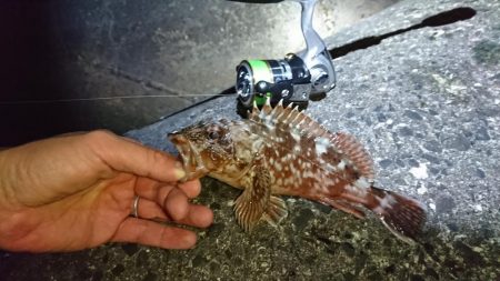 メバルにガシラに良型続き!