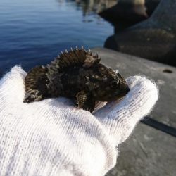 根魚釣りはソイまみれに