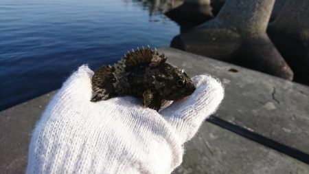 根魚釣りはソイまみれに