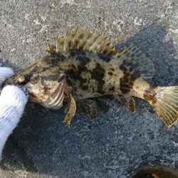 穴釣りも活性上がってきた？