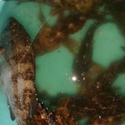 メバルは渋いがガシラはツ抜け