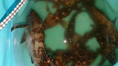 メバルは渋いがガシラはツ抜け