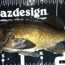 退勤フィッシングでメバル