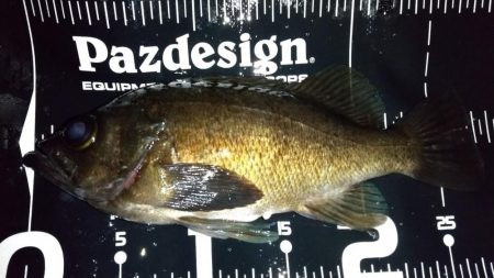 退勤フィッシングでメバル