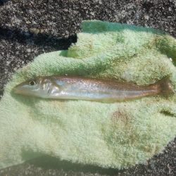 東二見でキス釣り