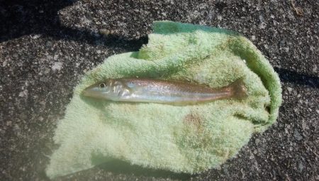 東二見でキス釣り