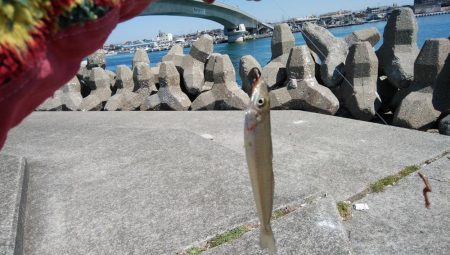 今朝も東二見でキス狙い