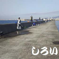 カタクチイワシが釣れました。