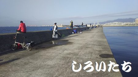 カタクチイワシが釣れました。