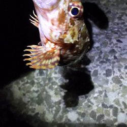 今日も、ワームで釣りに行く。