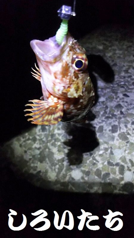 今日も、ワームで釣りに行く。