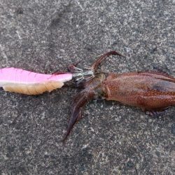 コウイカエギング