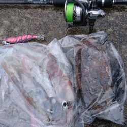 コウイカ狙いが予想外のヤリイカゲストも