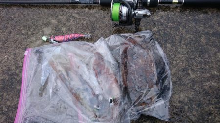 コウイカ狙いが予想外のヤリイカゲストも